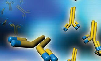 Определение антиспермальных антител АС-АТ